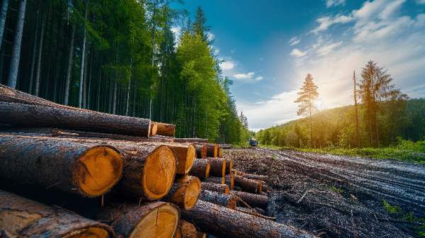 Exploitation forestière, scierie Lageard - Bersée